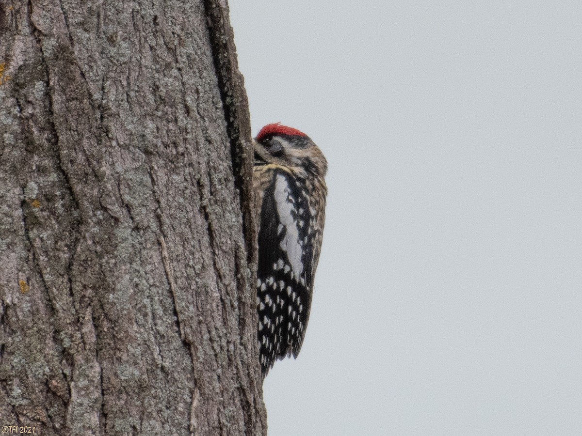 Yellow-bellied Sapsucker - ML320830521