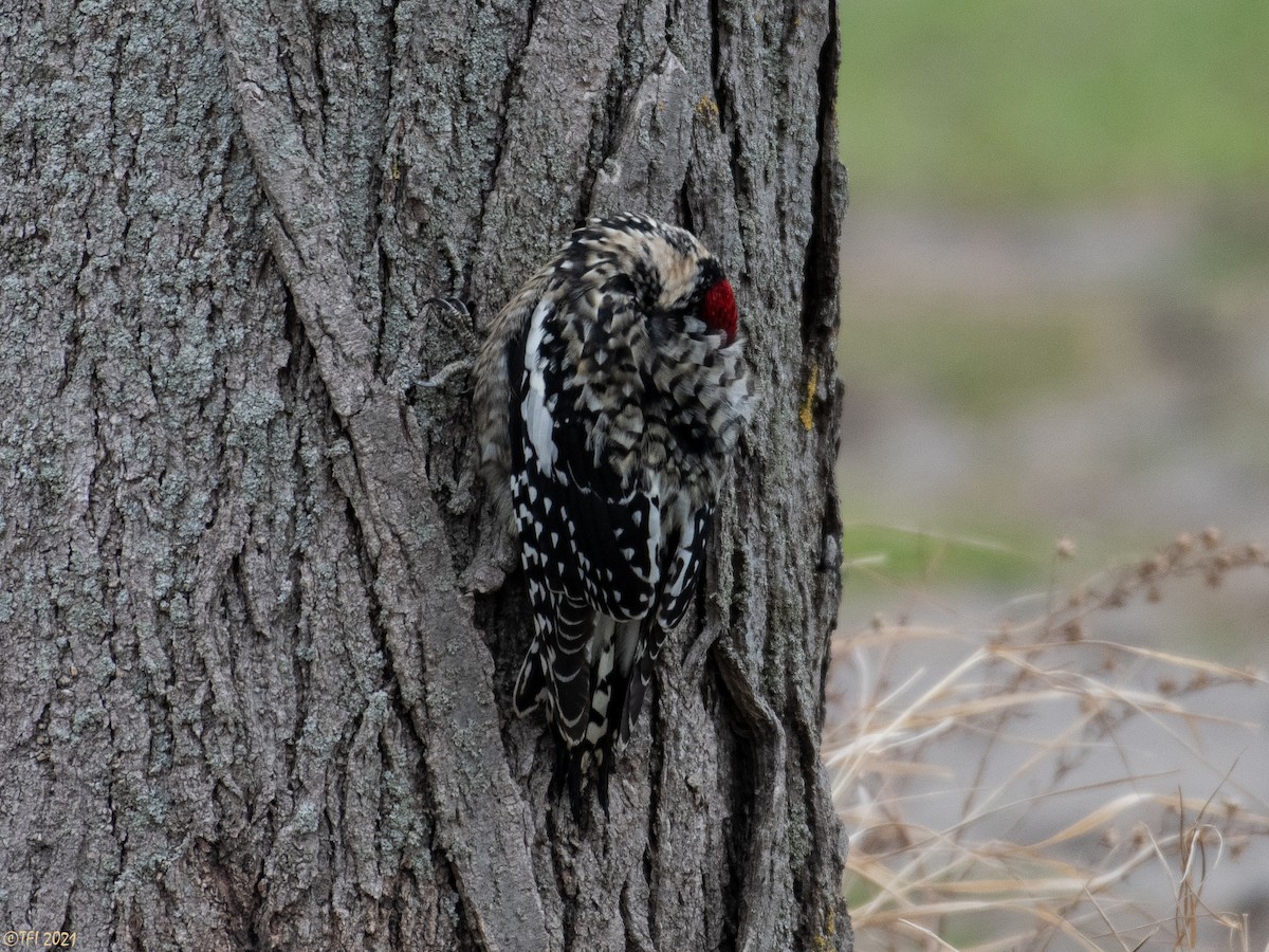 Yellow-bellied Sapsucker - ML320830541