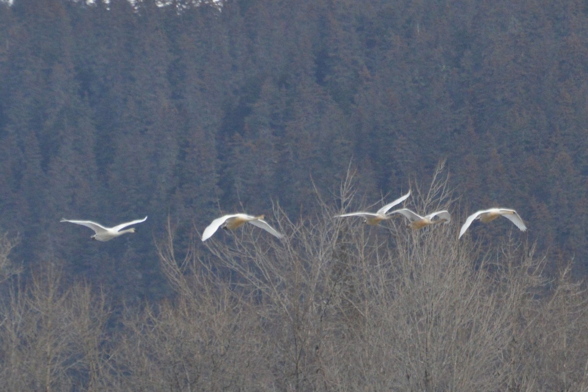 Trumpeter Swan - ML320830831
