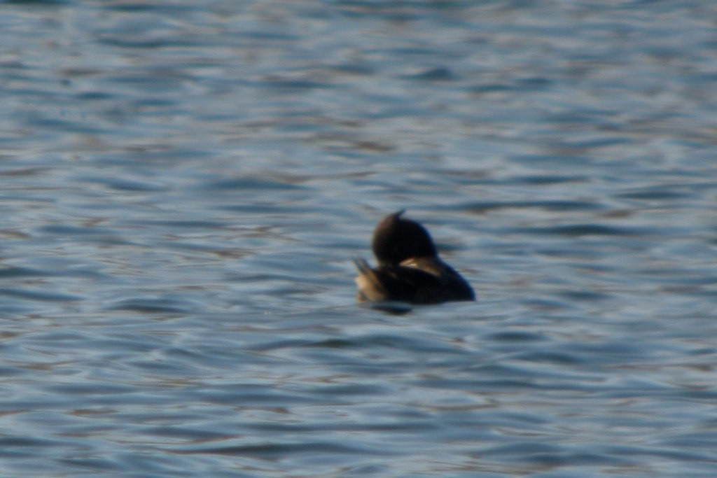 Tufted Duck - ML32083301