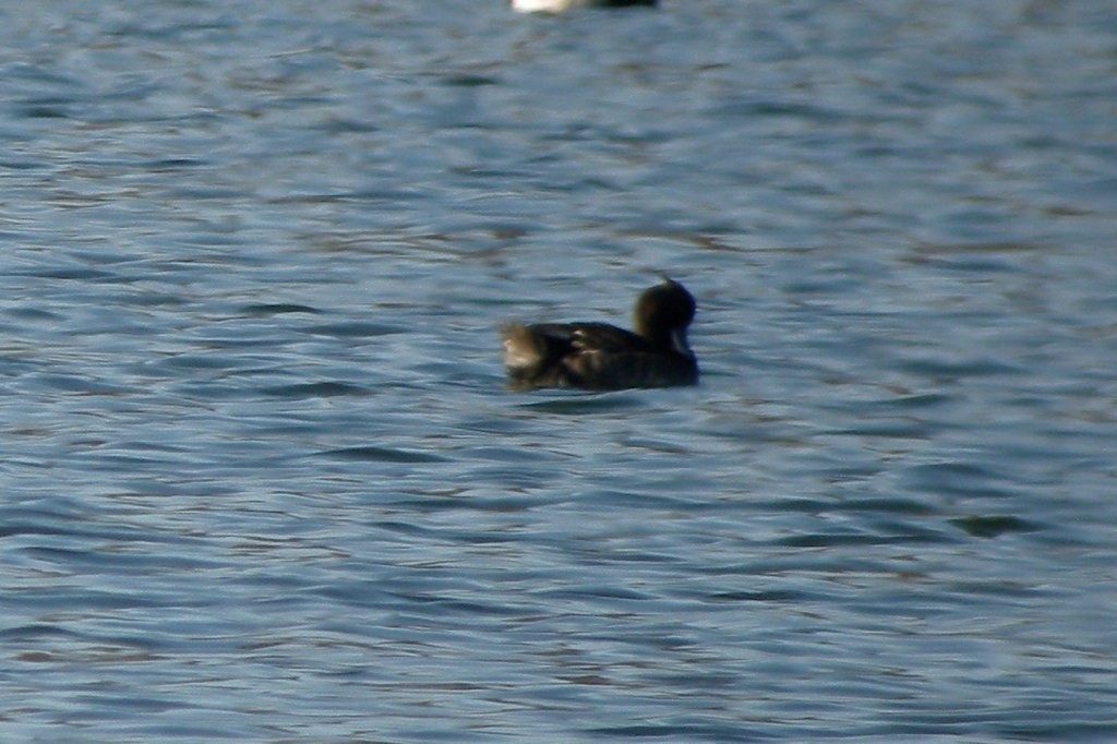 Tufted Duck - ML32083311
