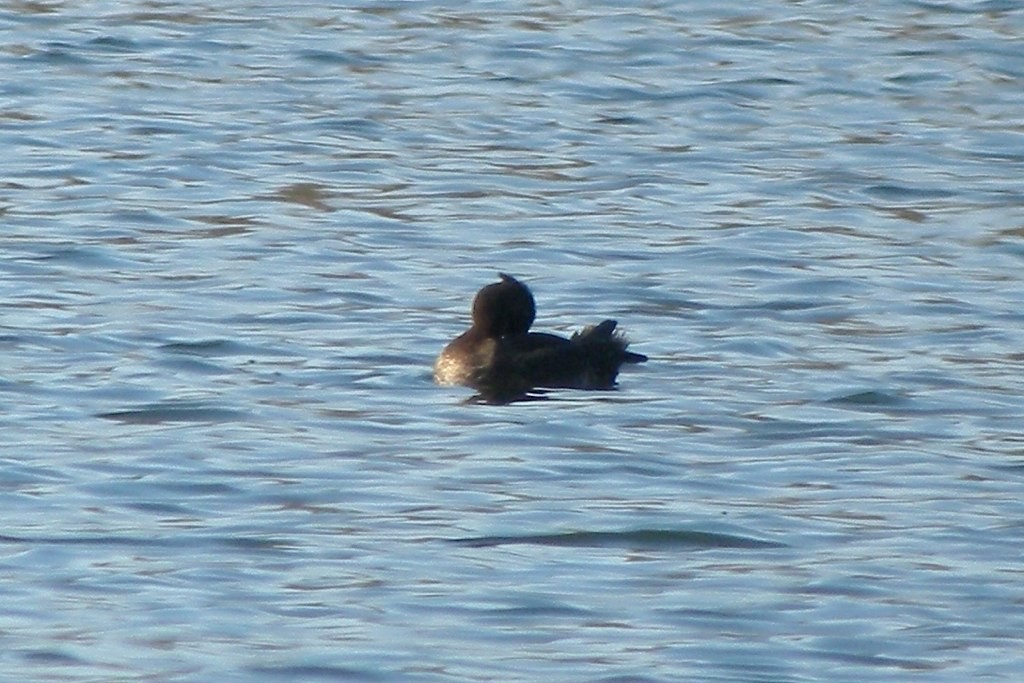 Tufted Duck - ML32083321
