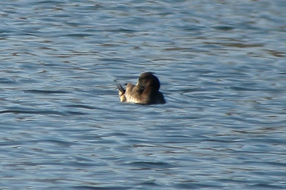 Tufted Duck - ML32083331