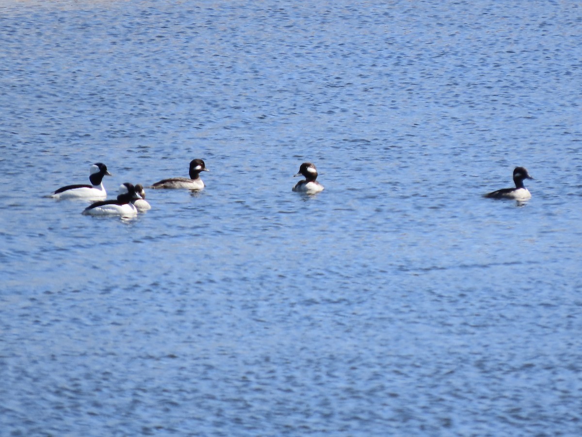 Bufflehead - ML320833541