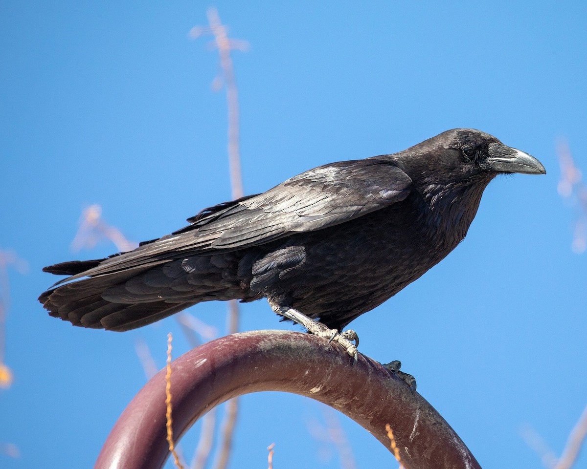 Common Raven - ML320834101