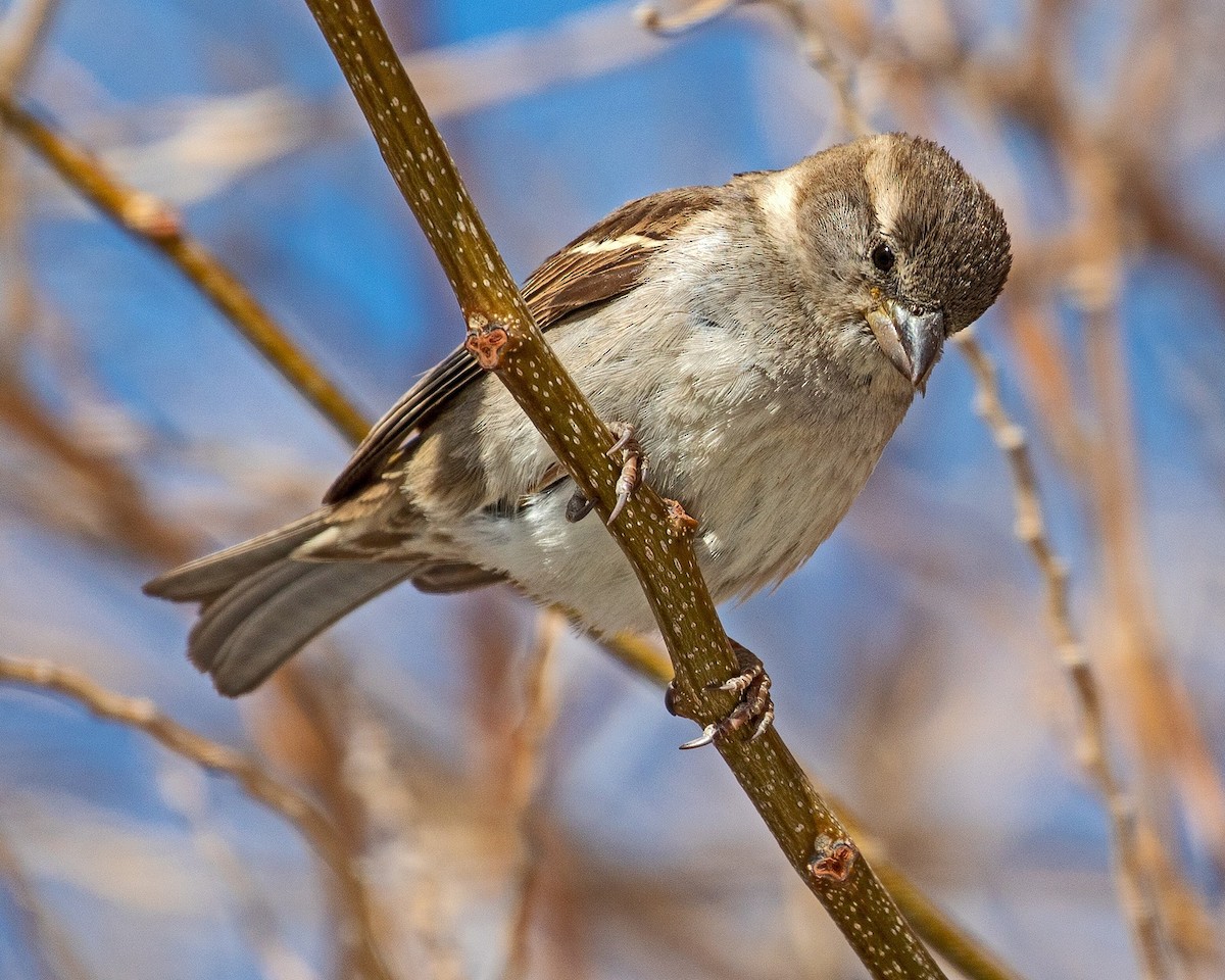 House Sparrow - ML320834221