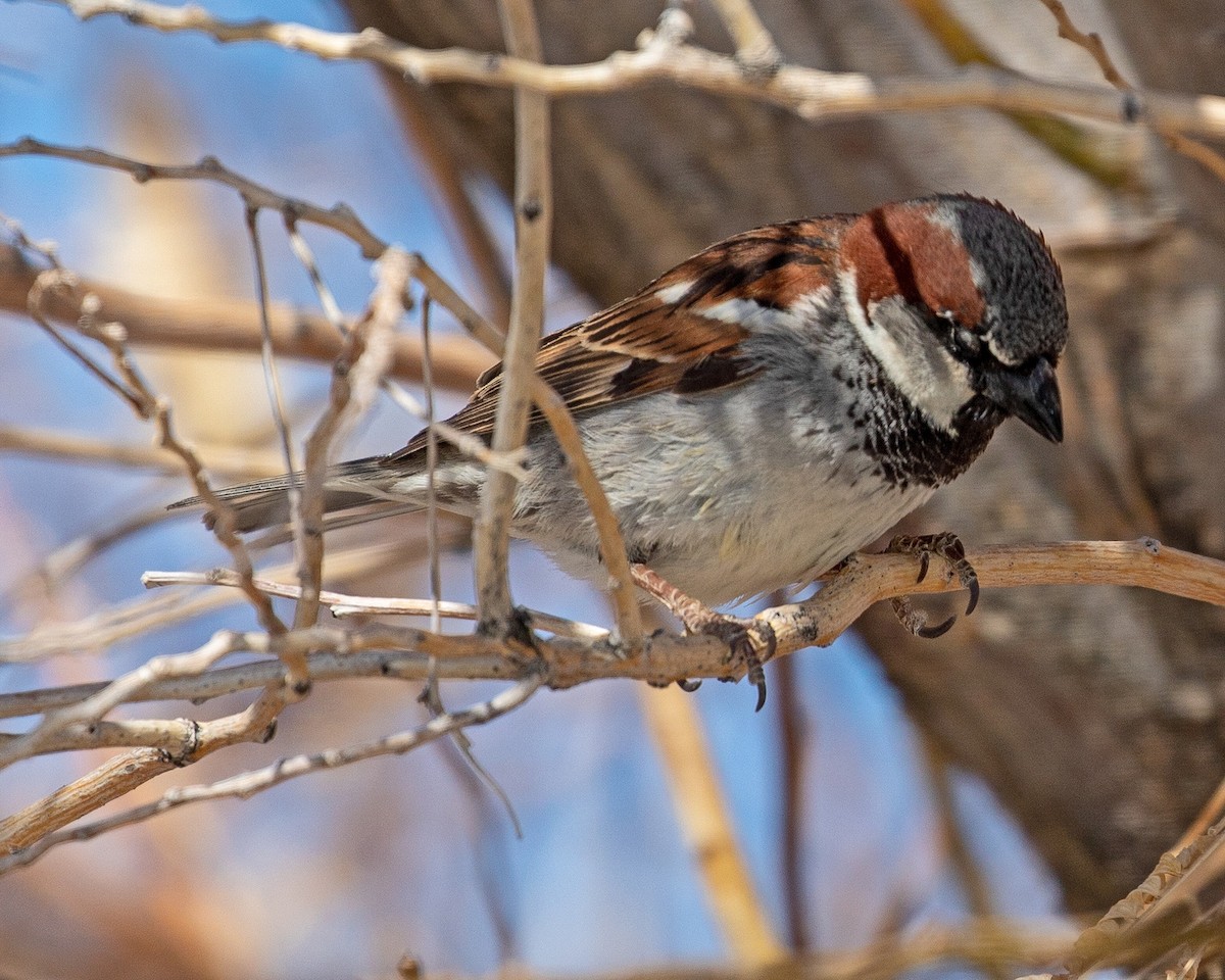 House Sparrow - ML320834231