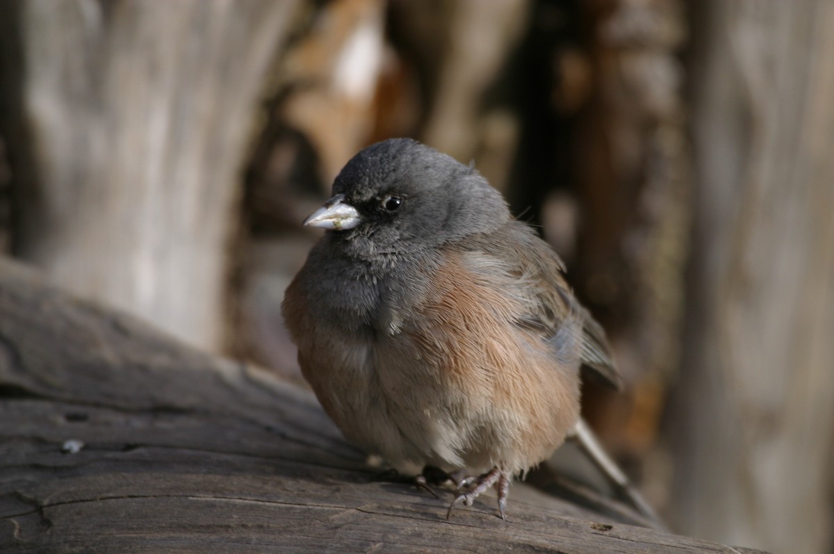 Junco de Isla Guadalupe - ML320834651