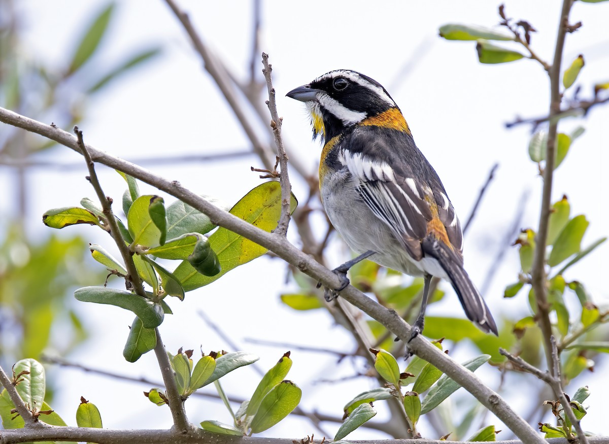 Western Spindalis - Tammy McQuade