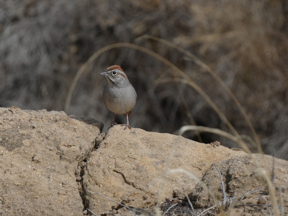 Rufous-crowned Sparrow - ML320834941
