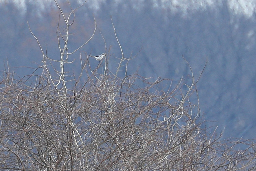 Pie-grièche boréale - ML320835291