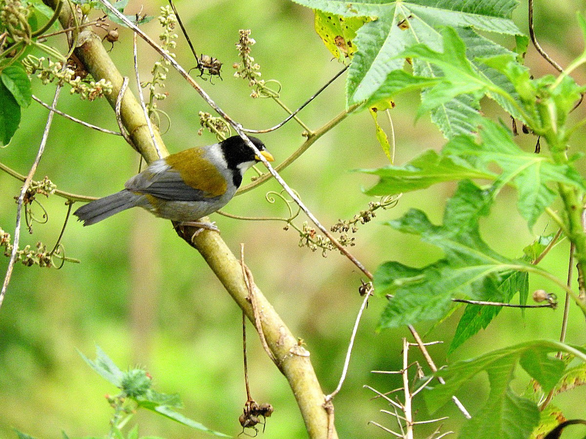 Golden-winged Sparrow - Alfredo Rosas