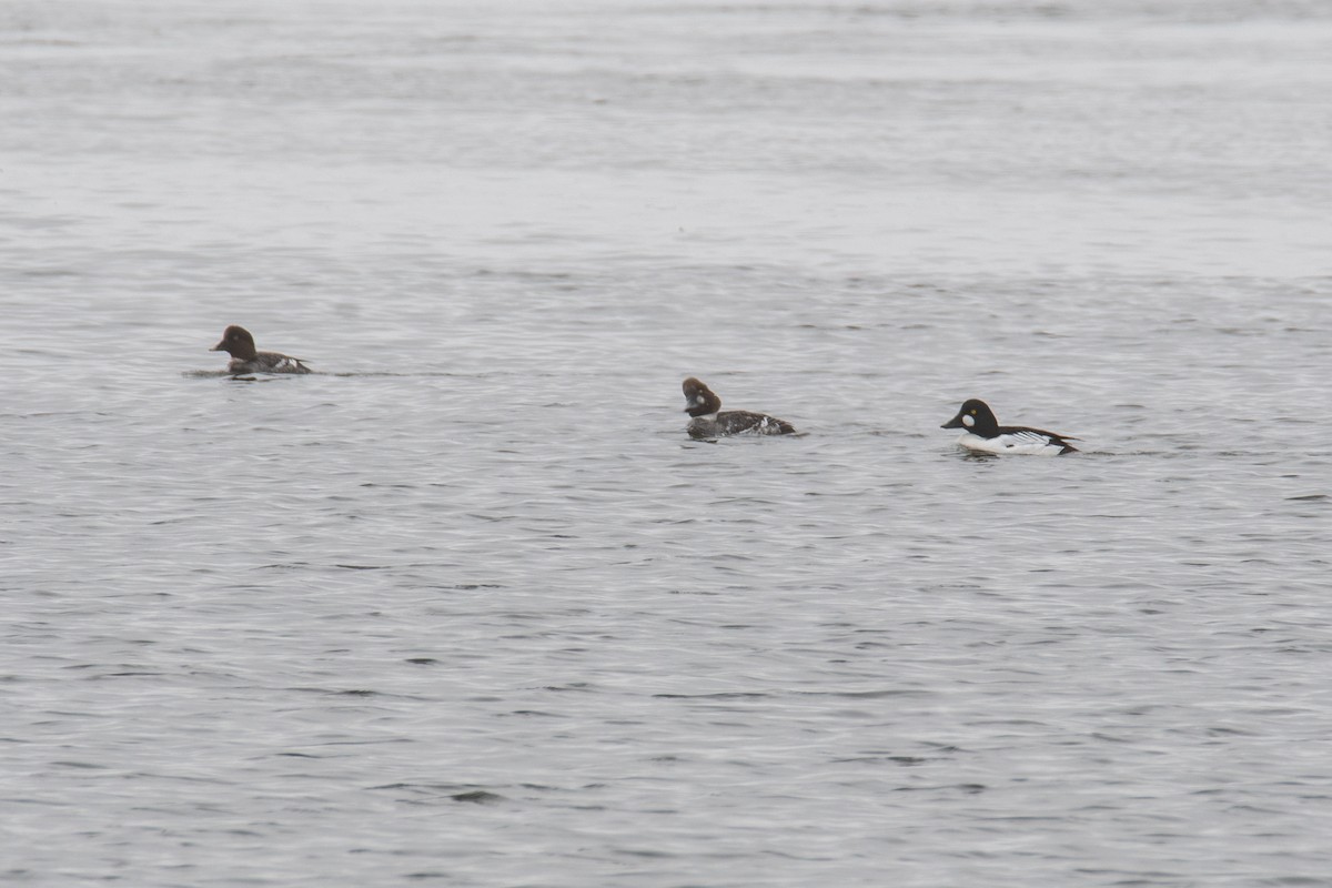 Common Goldeneye - ML320838801