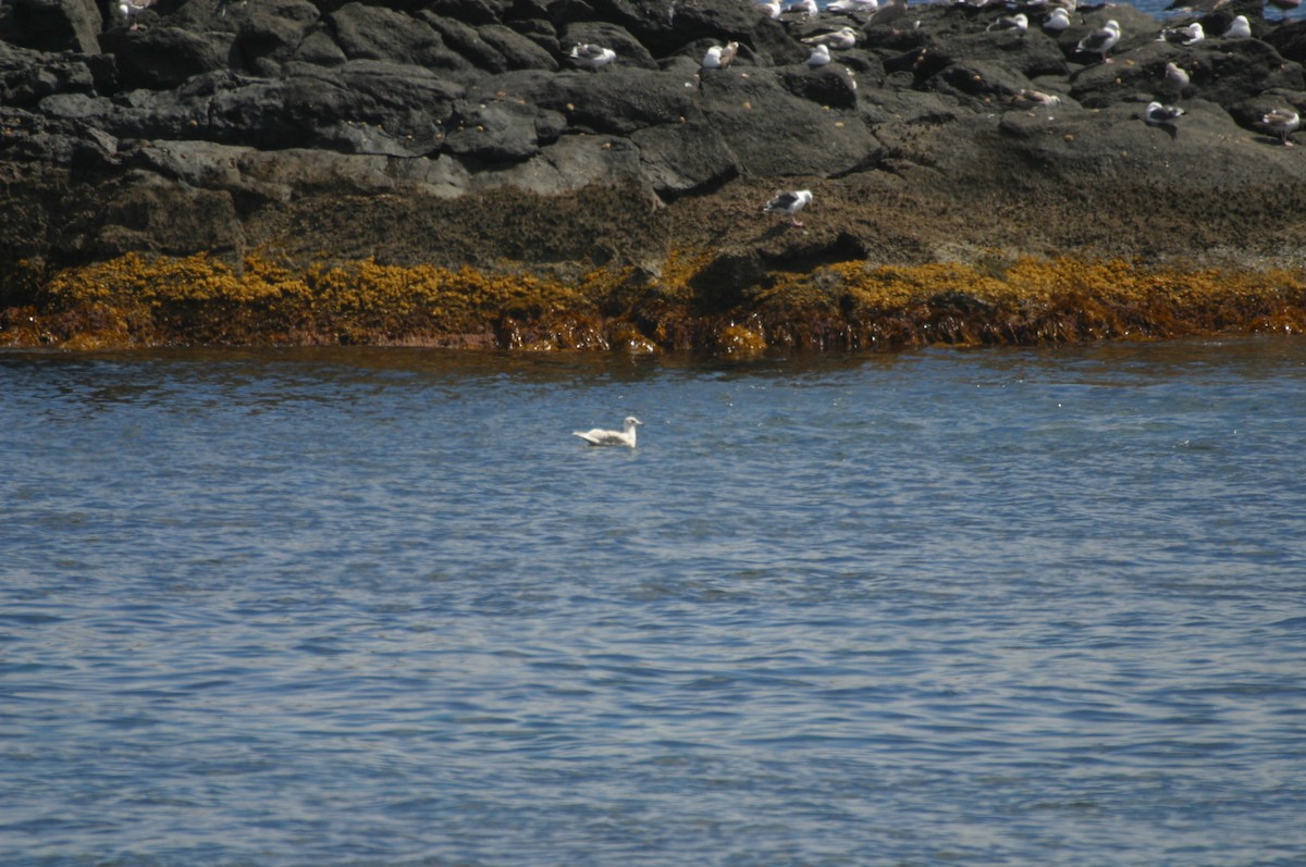 Glaucous-winged Gull - Kurt Radamaker