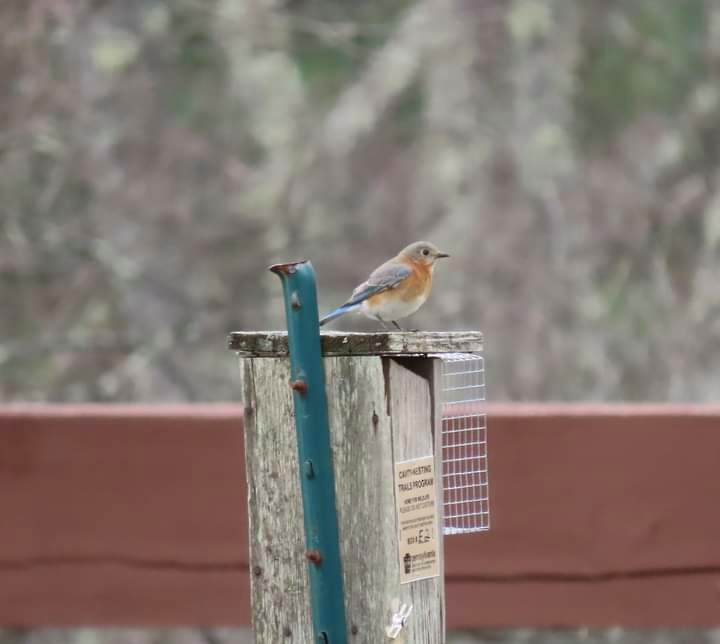 Eastern Bluebird - ML320839251