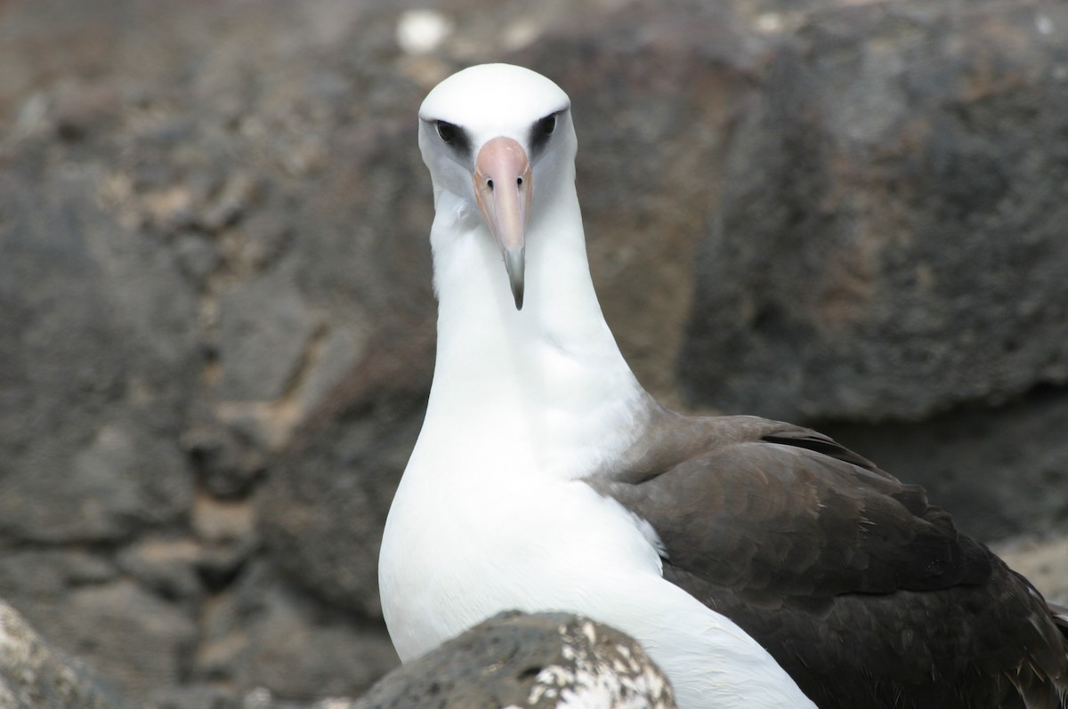 albatros laysanský - ML320839461
