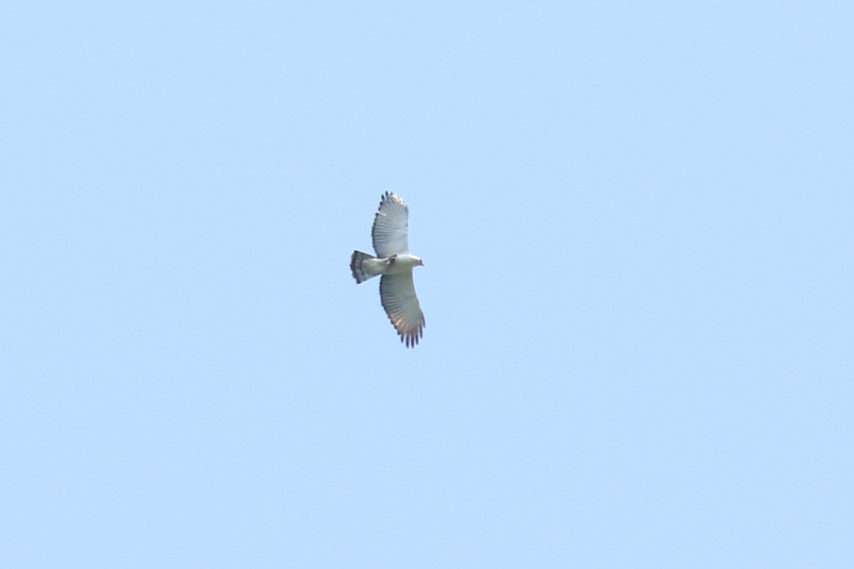 Águila Blanquinegra - ML320845001