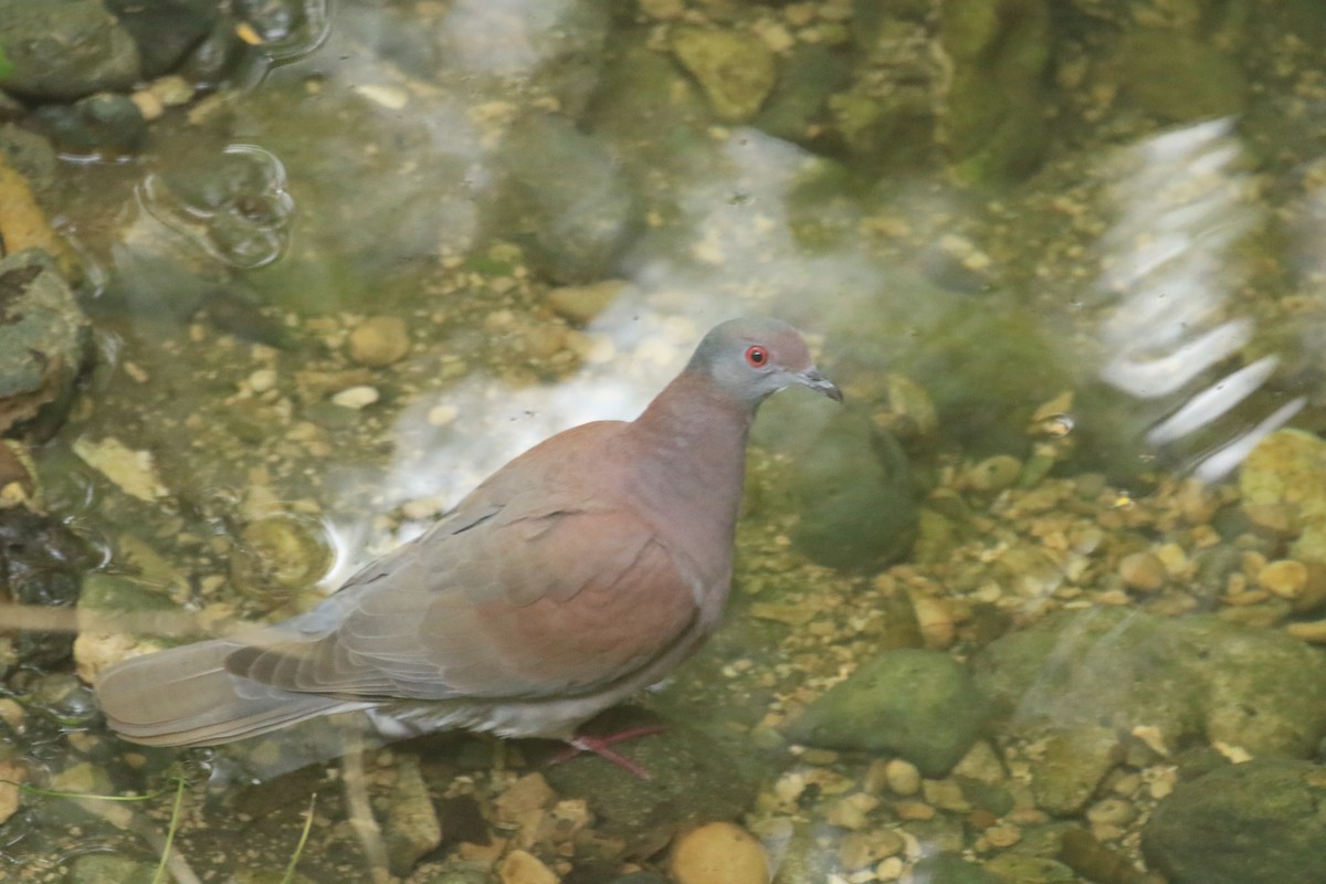 Рыжспинный голубь - ML320847161