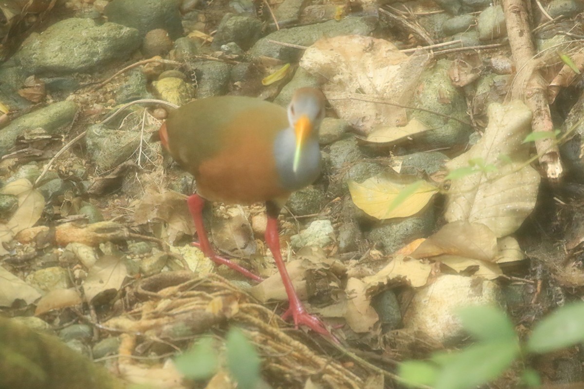 Russet-naped Wood-Rail - ML320847401