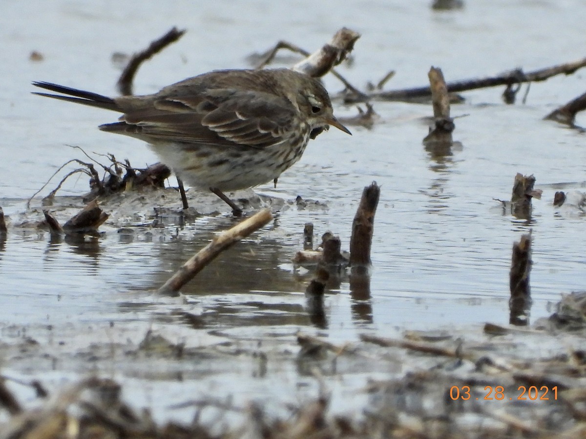 American Pipit - Kurt Emmert  🦆