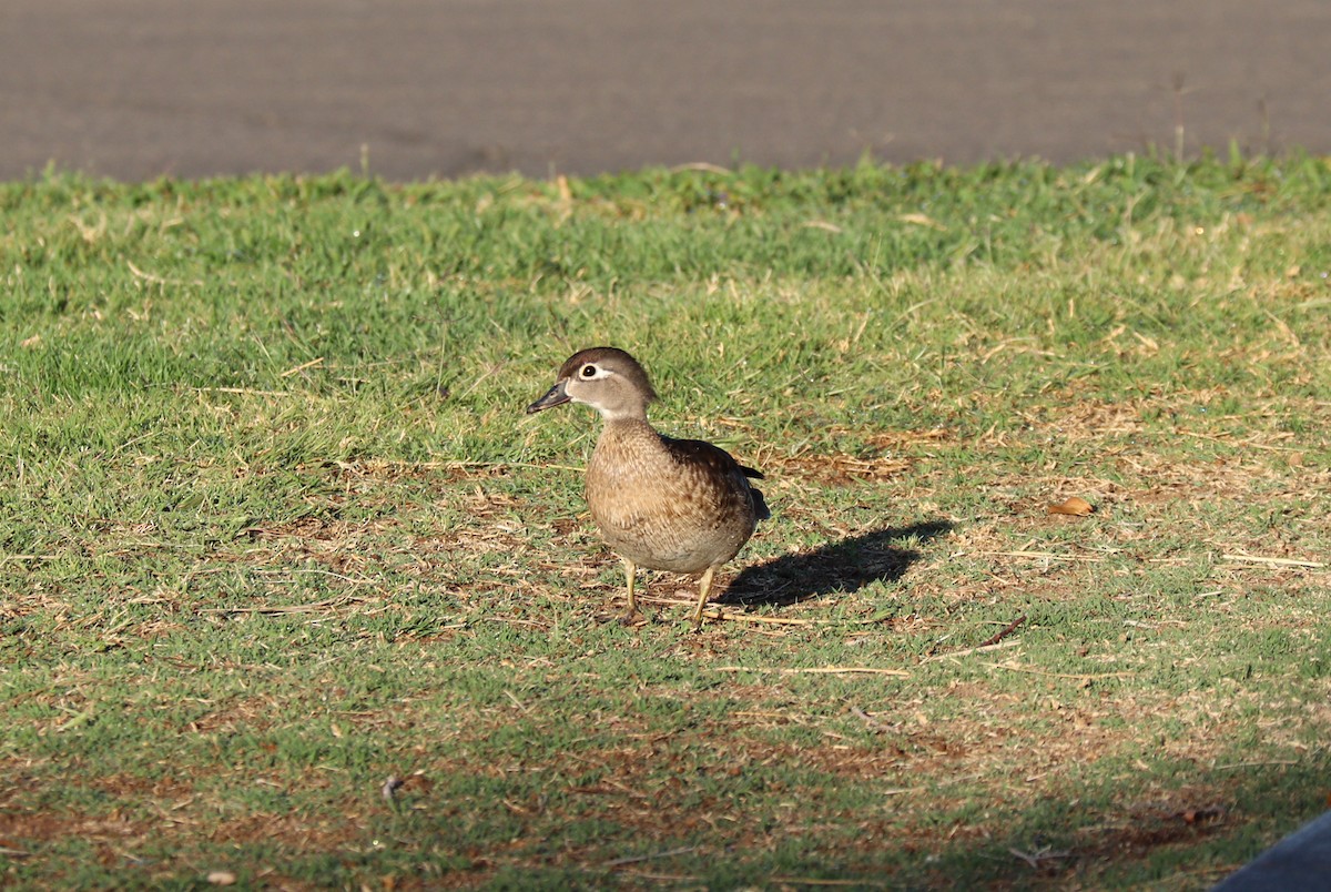 brudeand - ML320847771