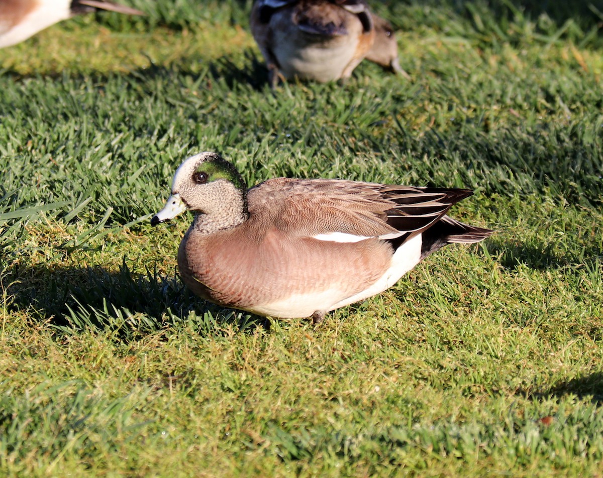 American Wigeon - ML320848911