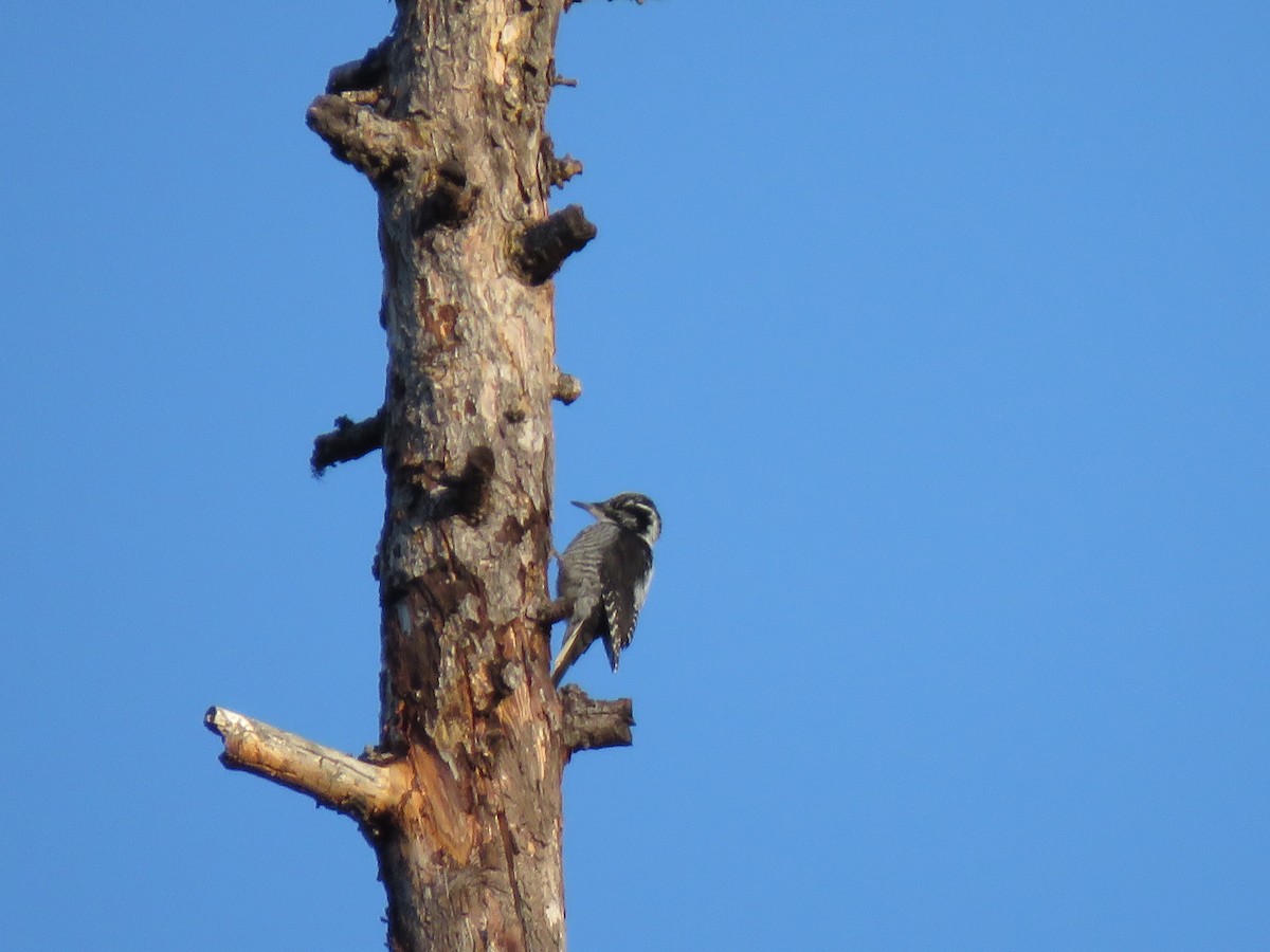 American Three-toed Woodpecker - ML320848951