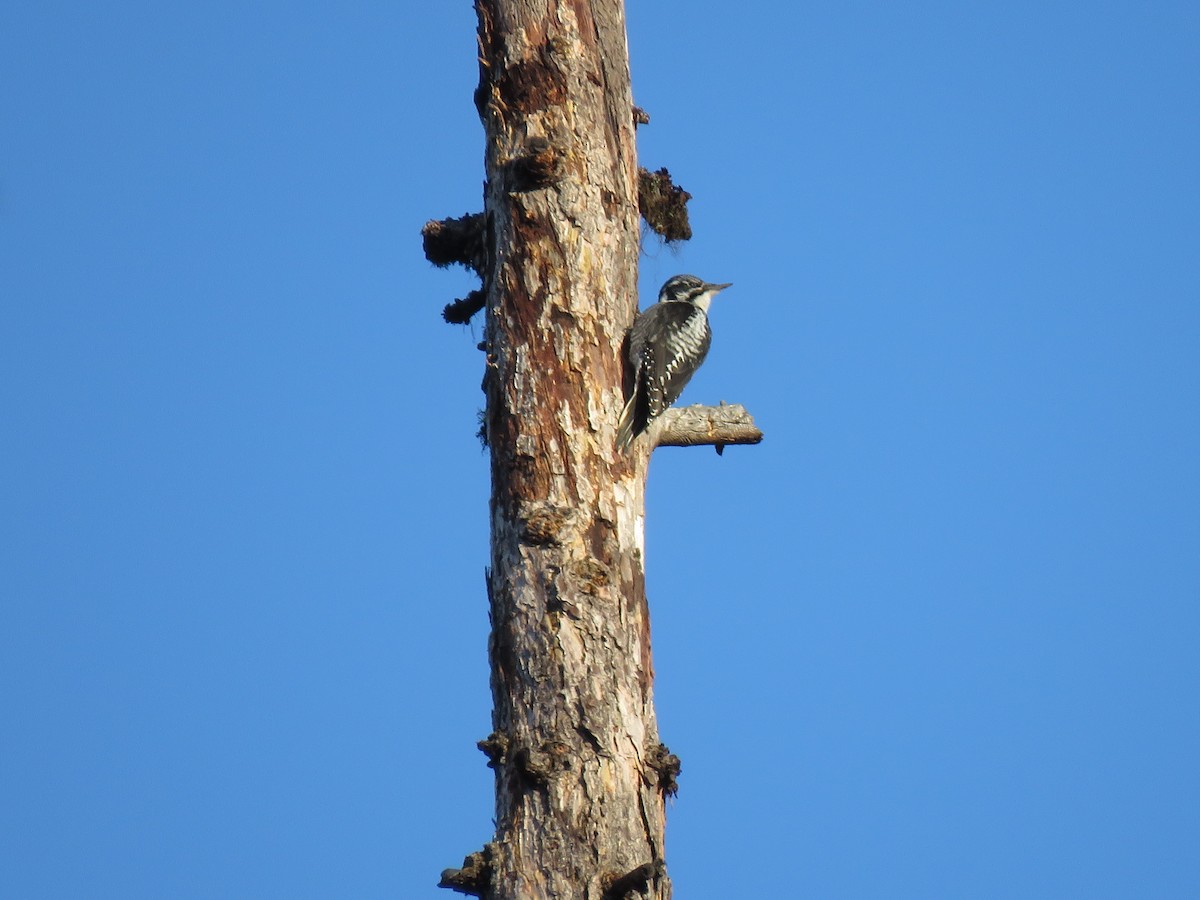 American Three-toed Woodpecker - Andrew Pratt