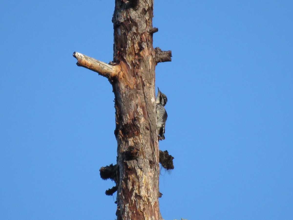 American Three-toed Woodpecker - Andrew Pratt