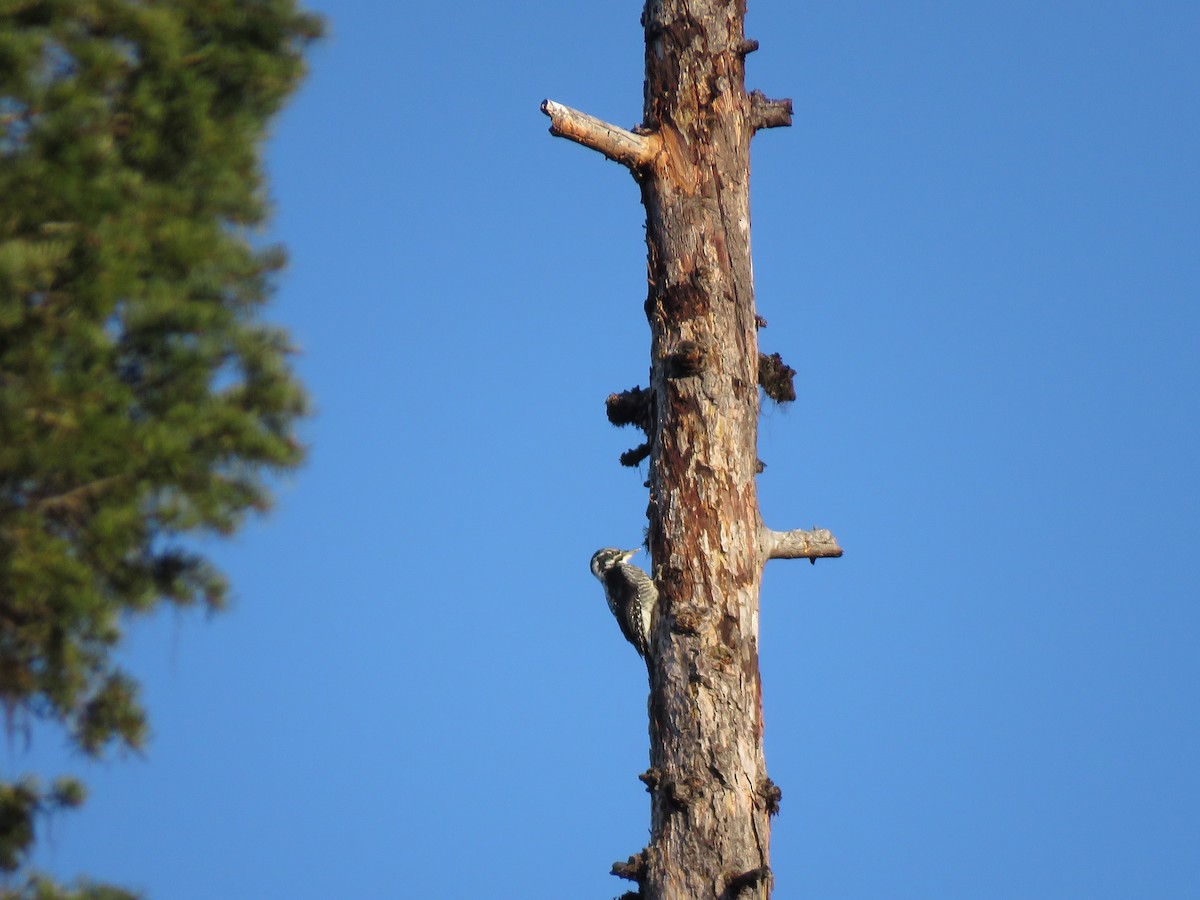 American Three-toed Woodpecker - Andrew Pratt