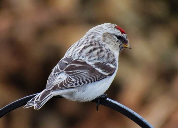 Hoary Redpoll (exilipes) - Elaine Poulin