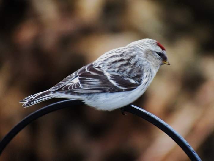 Hoary Redpoll (exilipes) - ML320849461