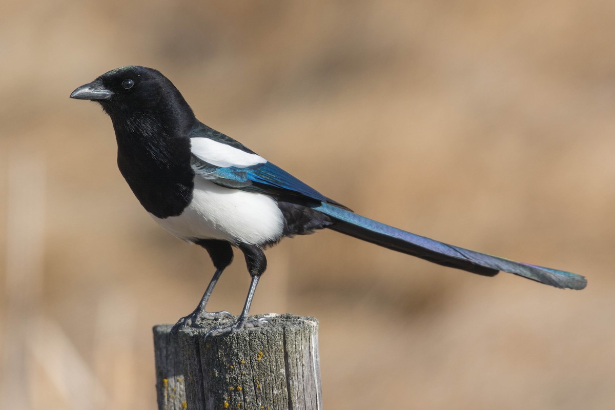 Black-billed Magpie - ML320849621