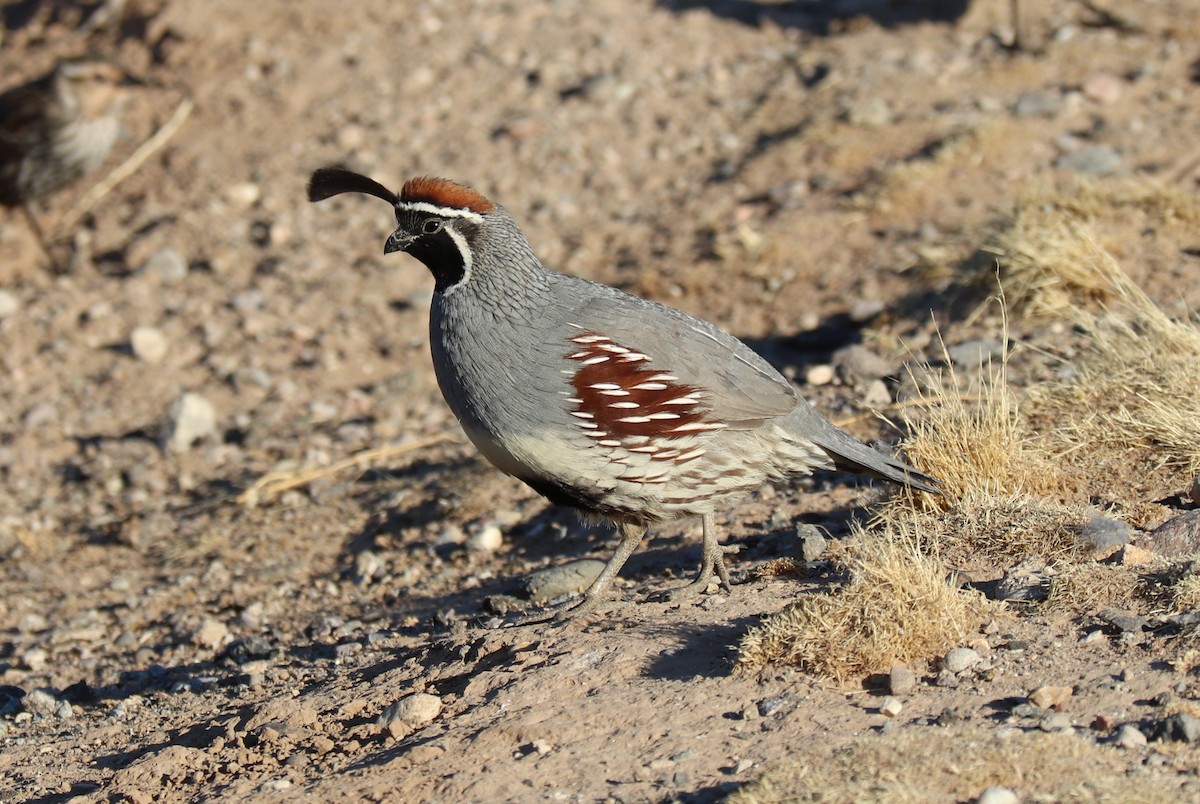 Gambel's Quail - ML320849941