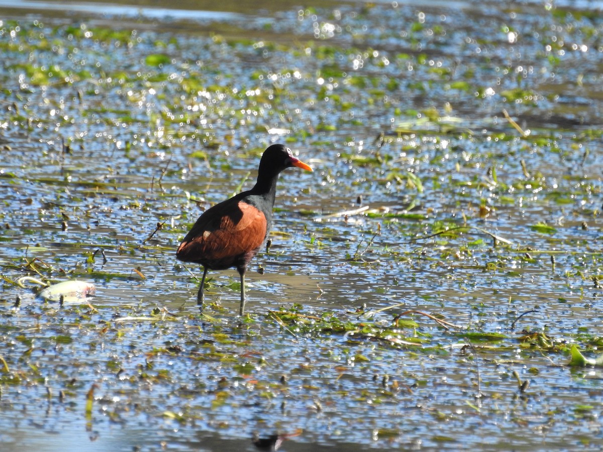 Jacana Suramericana - ML320850351