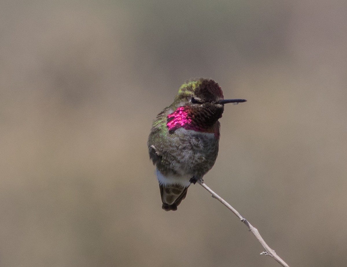 Anna's Hummingbird - Peter Bedrossian