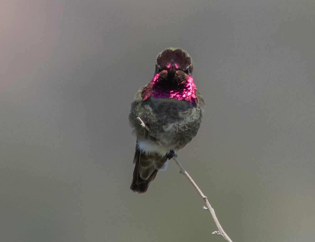 Anna's Hummingbird - Peter Bedrossian