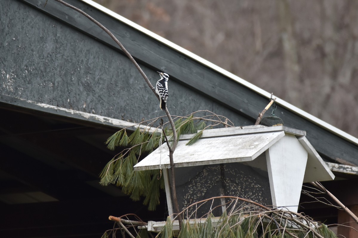 Hairy Woodpecker - ML320850711