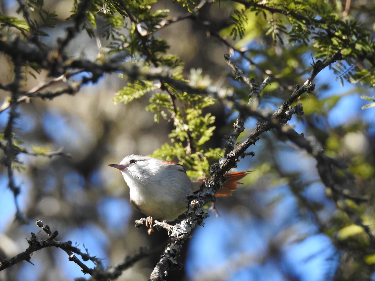 Stripe-crowned Spinetail - dario wendeler