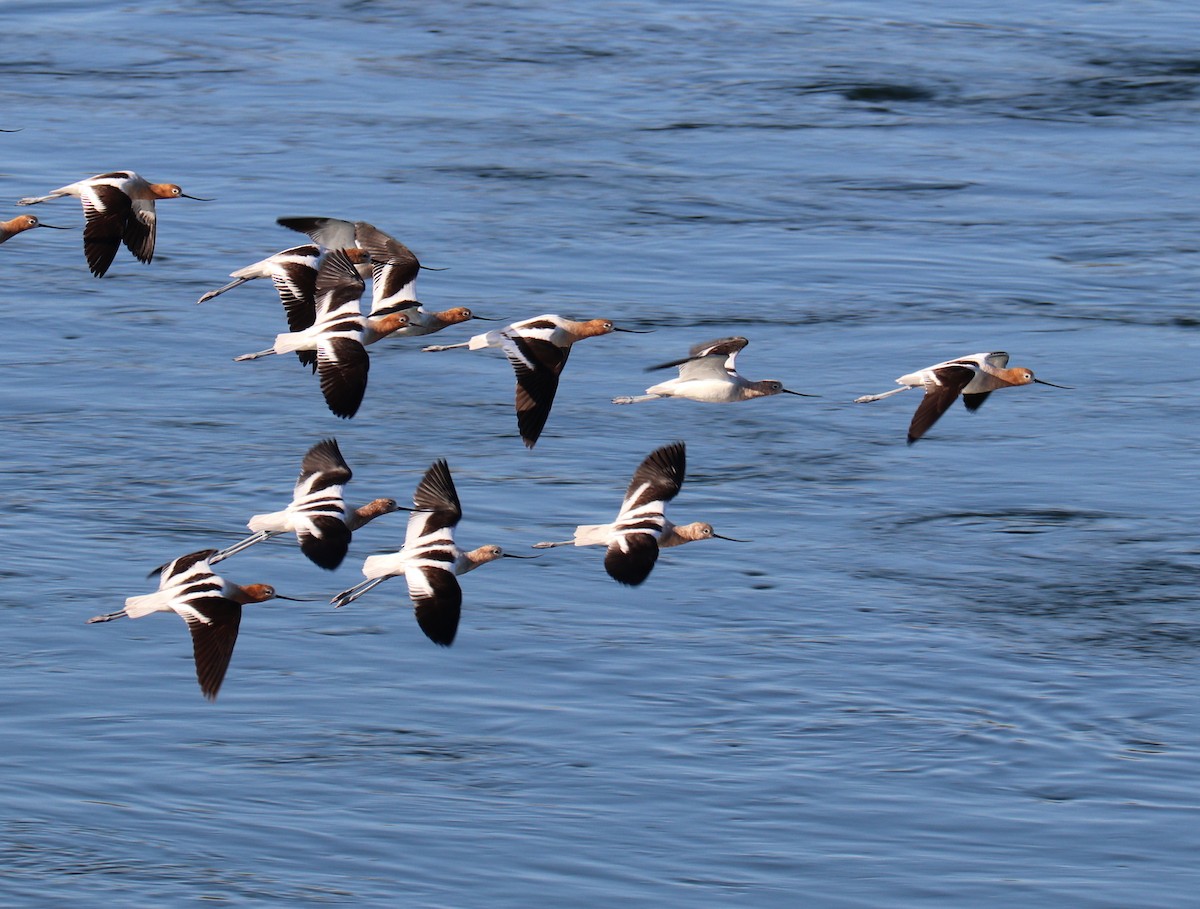 American Avocet - ML320851691