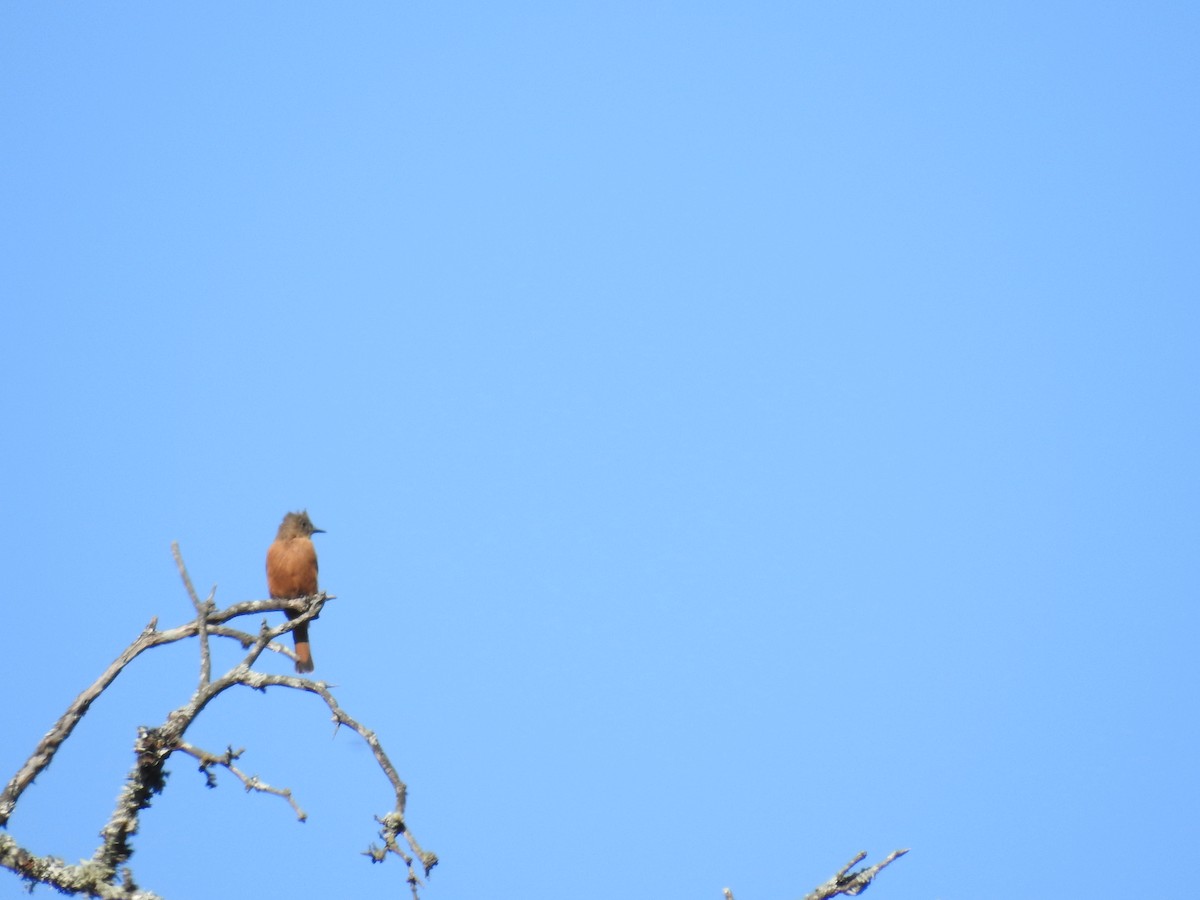 Cliff Flycatcher - ML320852081