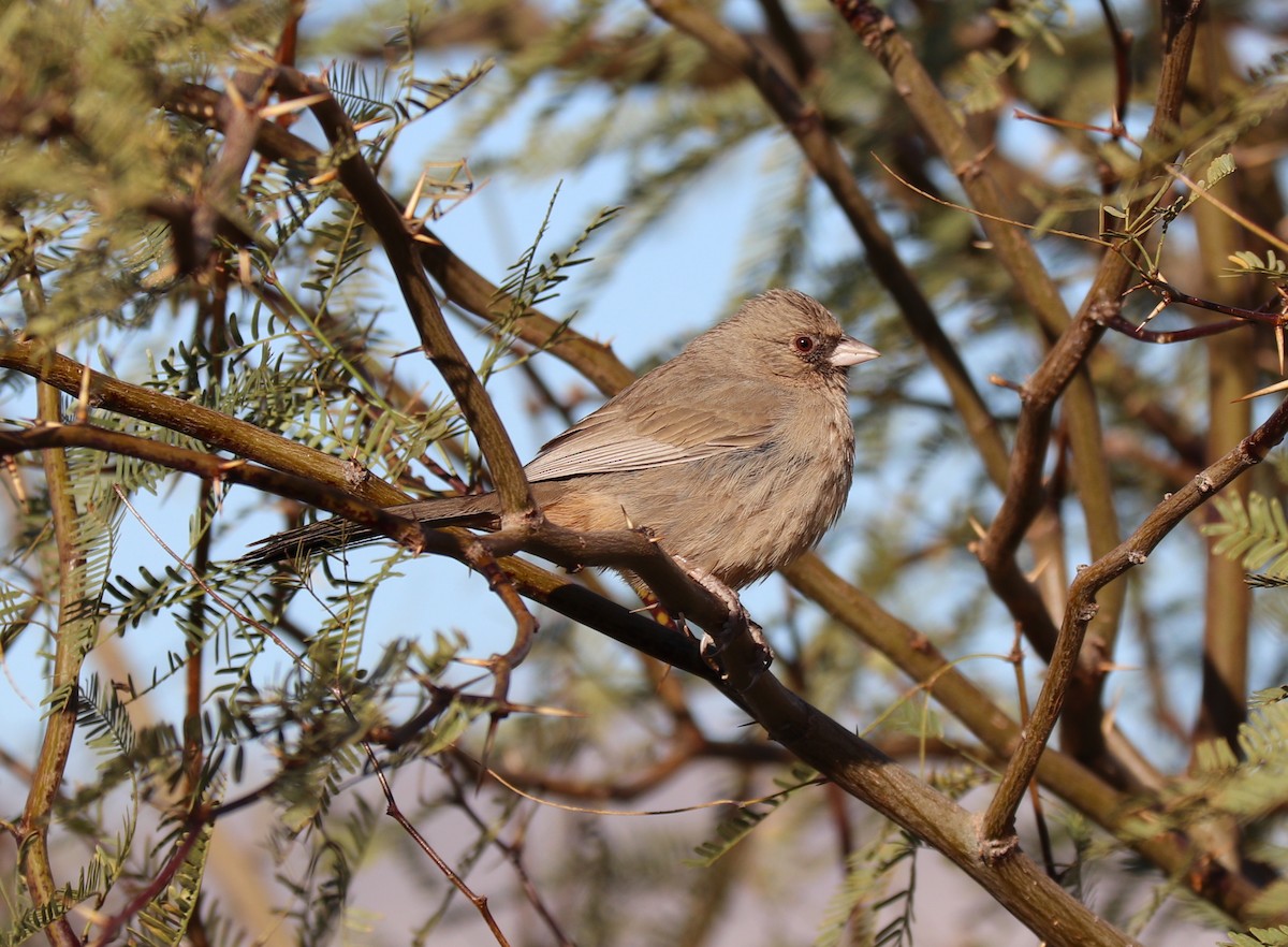 Abert's Towhee - ML320852201