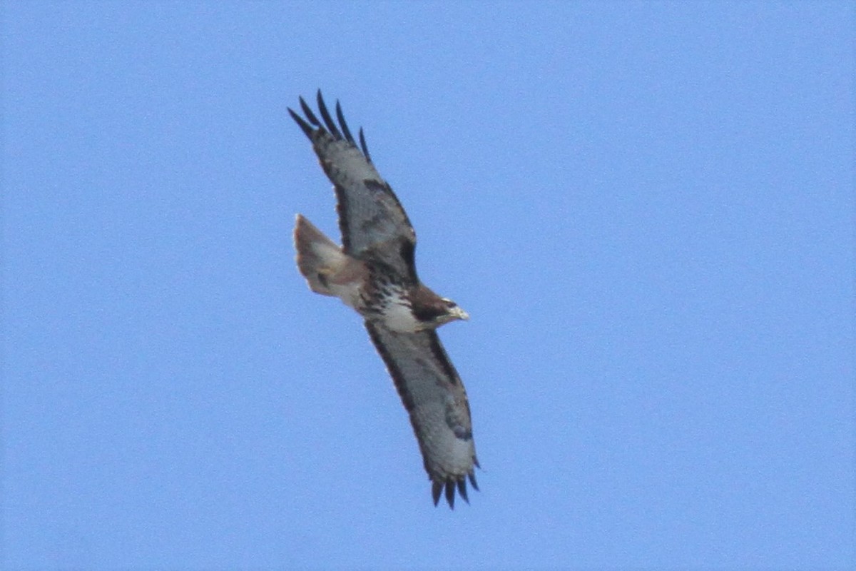 Red-tailed Hawk - Daniel Donnecke