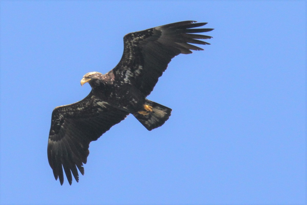 Bald Eagle - ML320852991