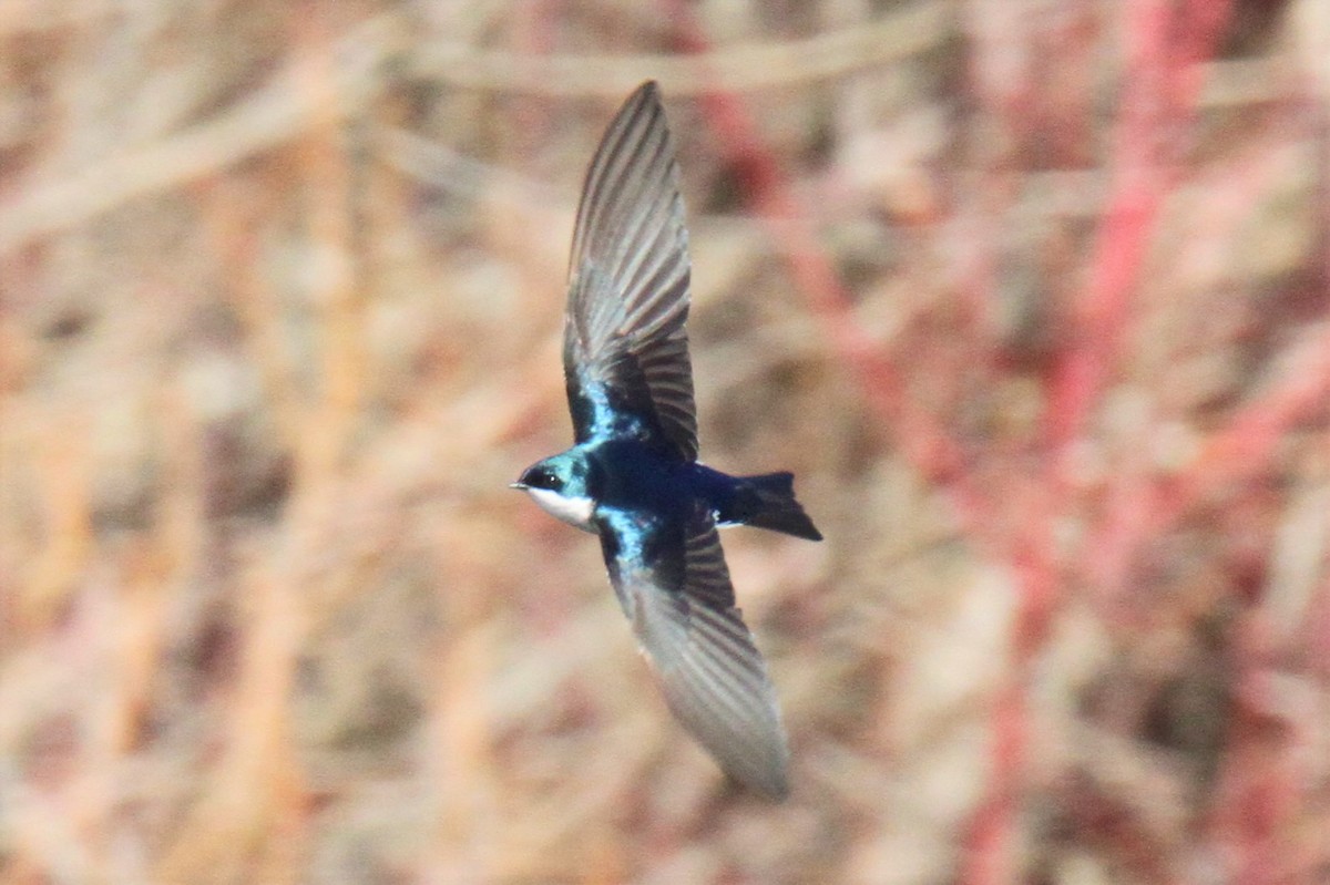 Tree Swallow - ML320853411