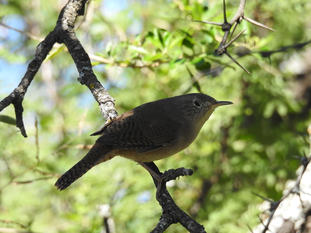 House Wren - dario wendeler