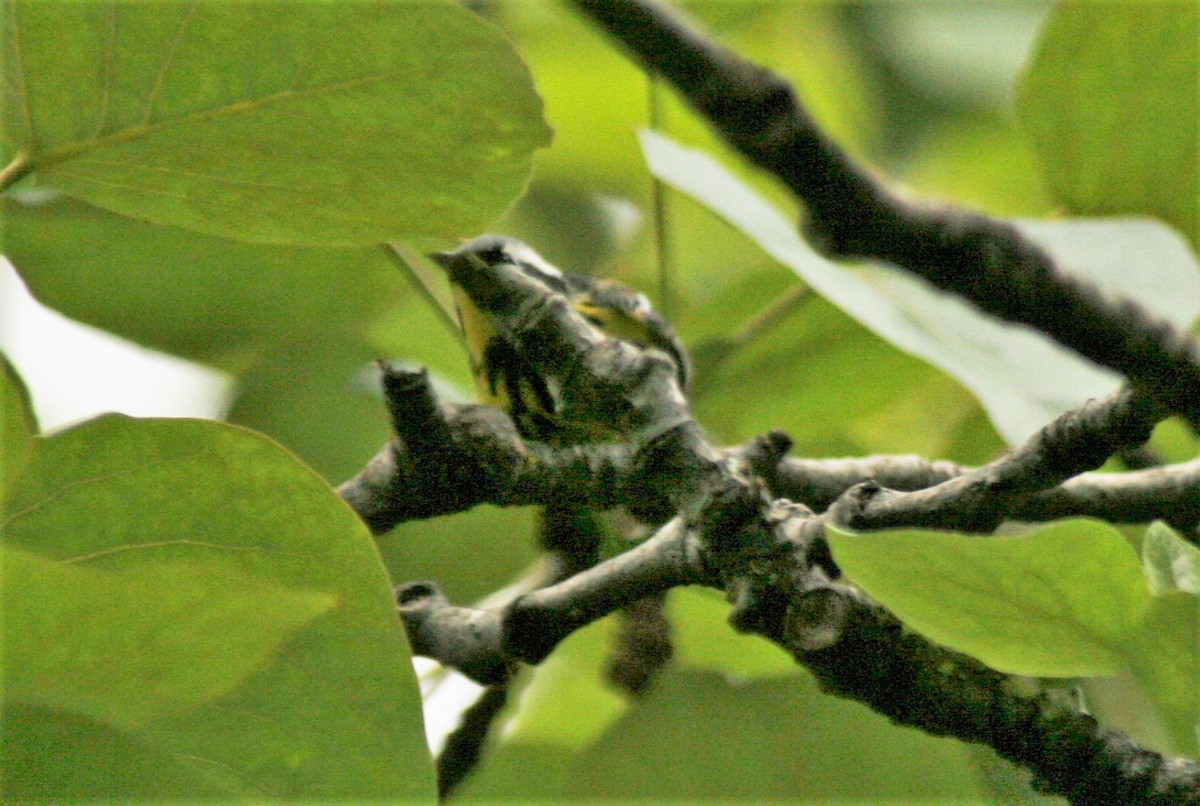 Magnolia Warbler - Patty Rose