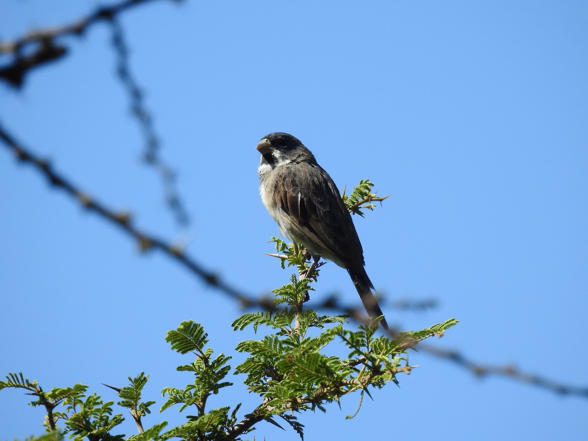 Double-collared Seedeater - dario wendeler