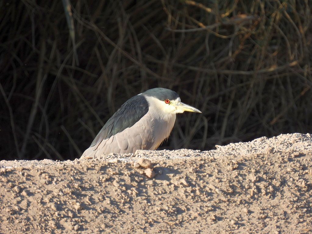 Black-crowned Night Heron - ML320855291