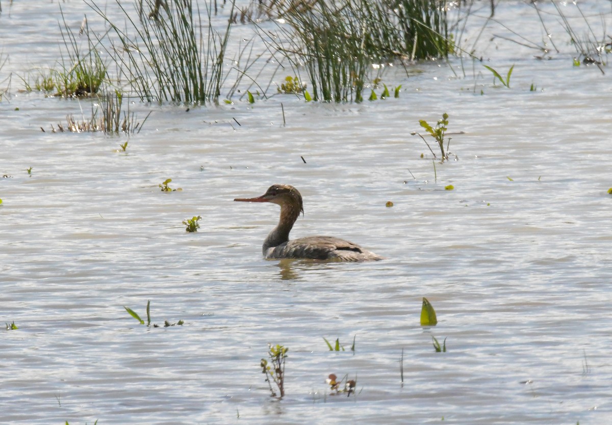 Red-breasted Merganser - ML320855421